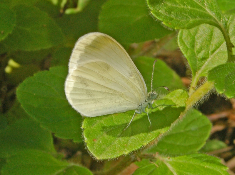 Leptidea sinapis